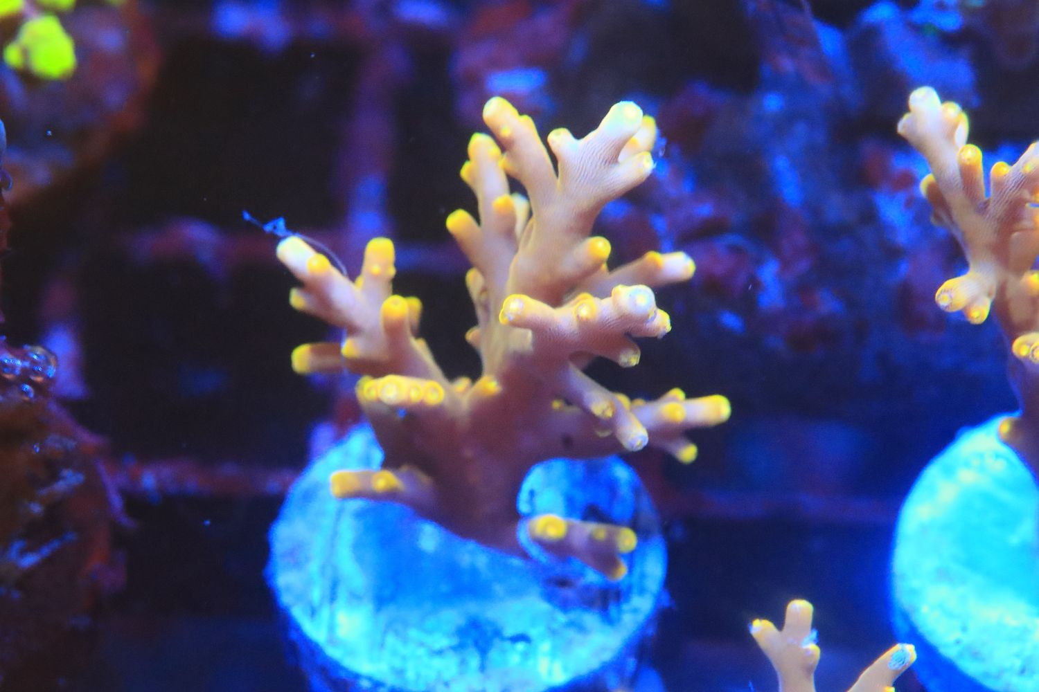 Golden Dragon Acropora