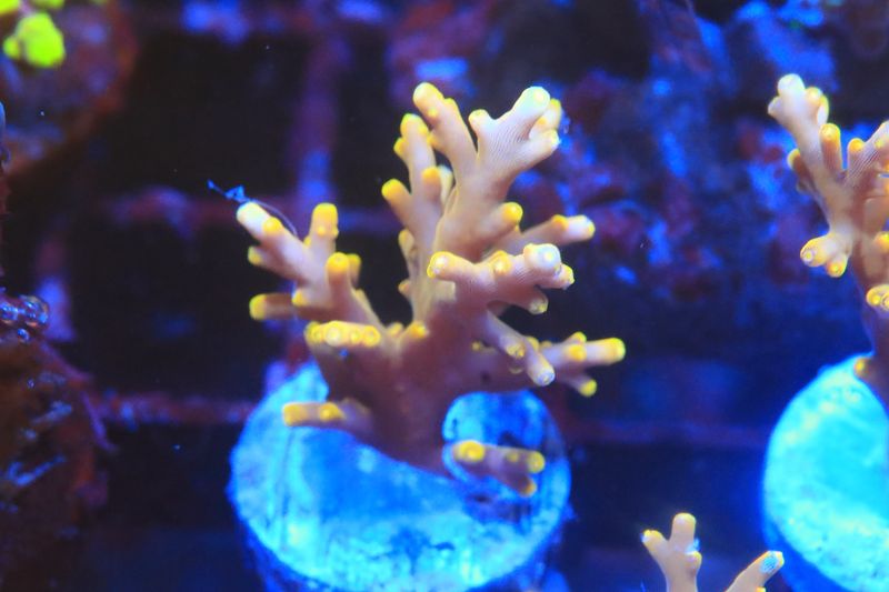 Golden Dragon Acropora