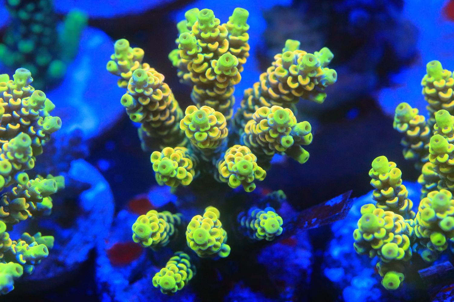 Yellow  Acropora Vermiculata