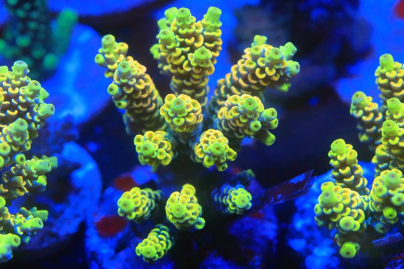 Yellow  Acropora Vermiculata