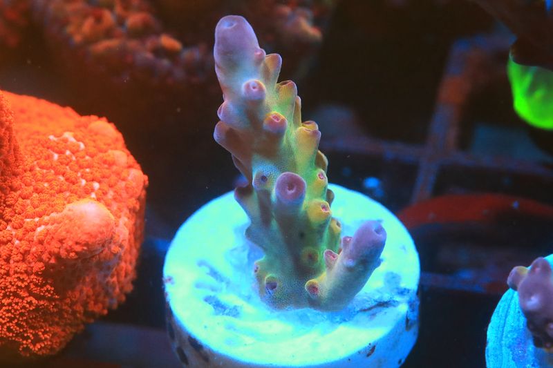 Rainbow Smoothie WYSIWYG