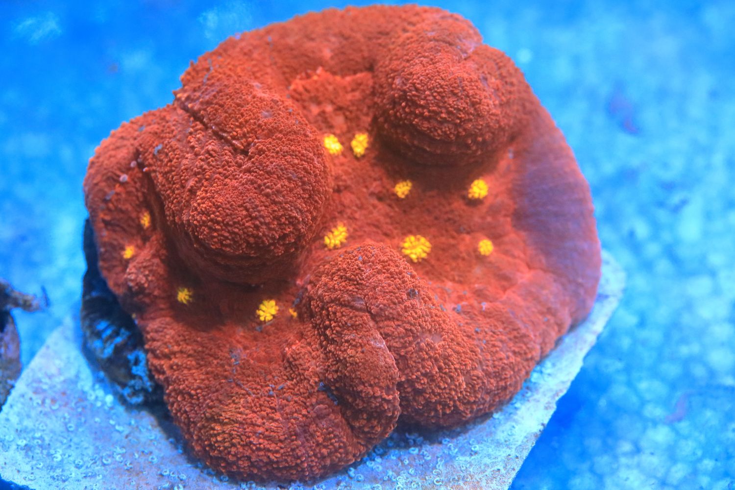 Yellow Dot Symphyllia WYSIWYG