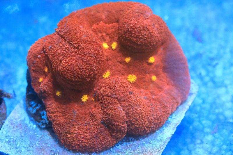 Yellow Dot Symphyllia WYSIWYG