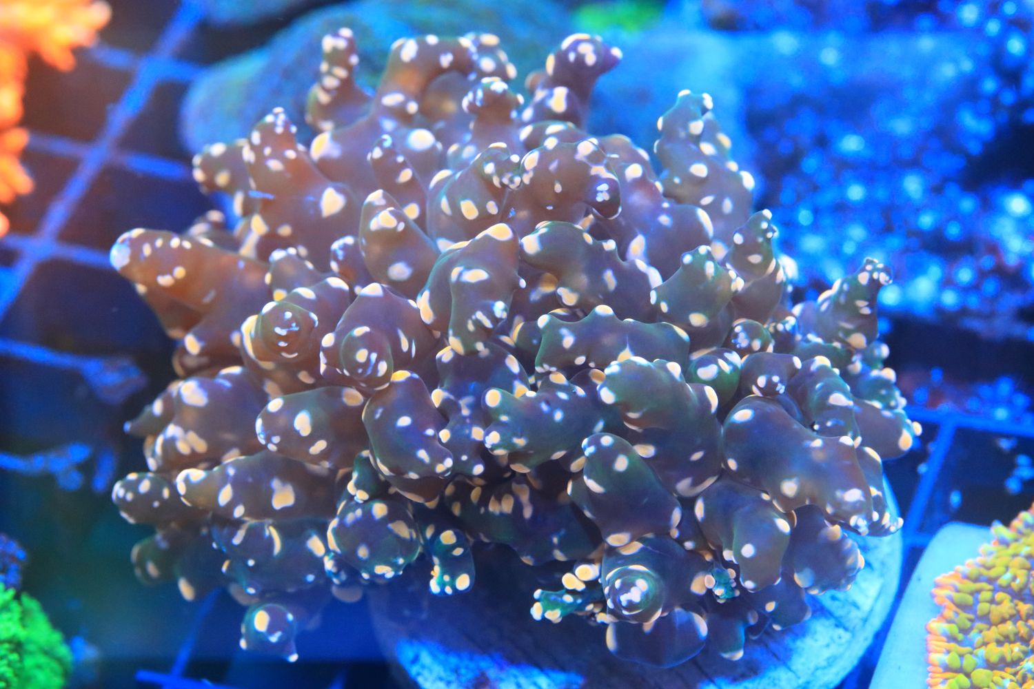 Salmon Pink Frogspawn (Branching) - double head