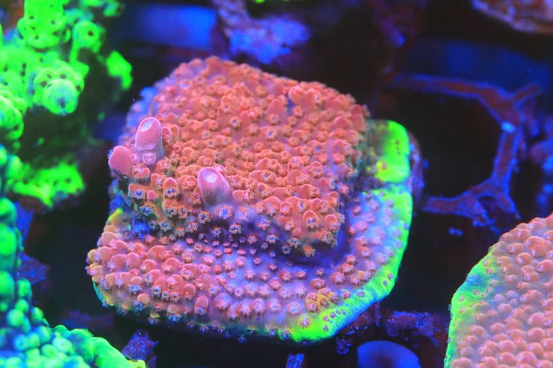 Baphomet acropora WYSIWYG