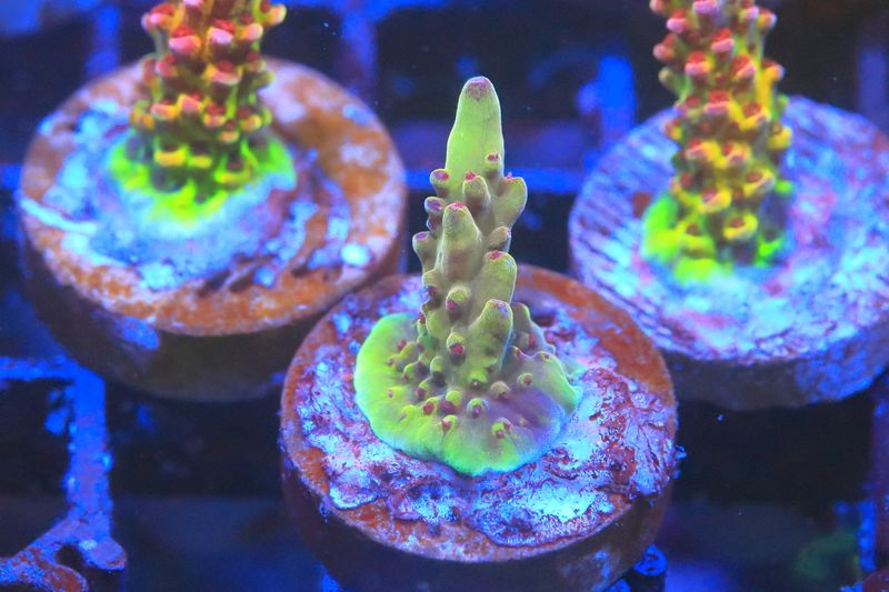 Budgie smuggler Acropora small WYSIWYG