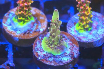 Budgie smuggler Acropora small WYSIWYG