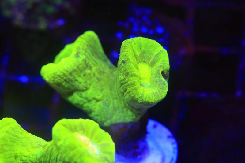 Toxic Yellow candy cane - Caulastrea - Double head