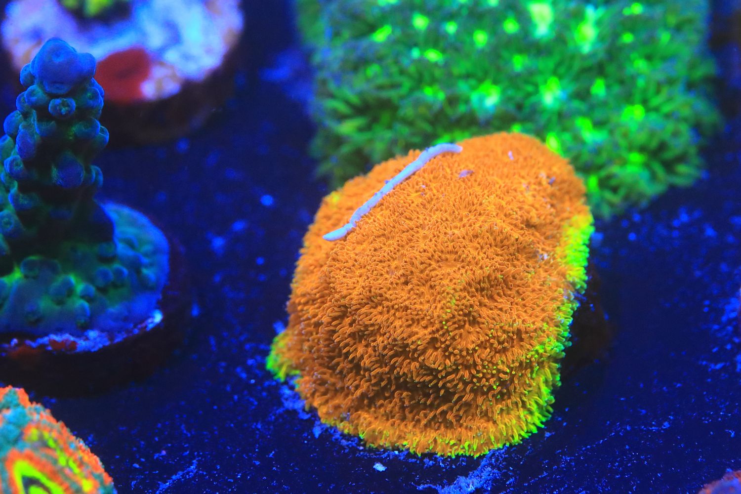 Electric Watermelon Psammocora