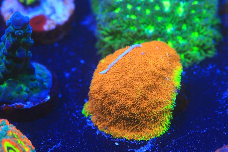 Electric Watermelon Psammocora