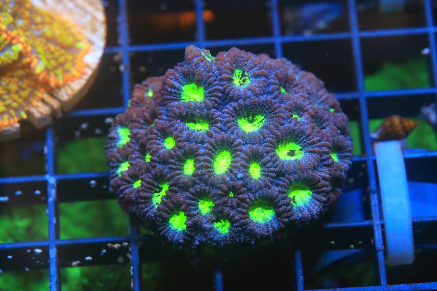 Valetta Sunrise Favia  Small Colony WYSIWYG