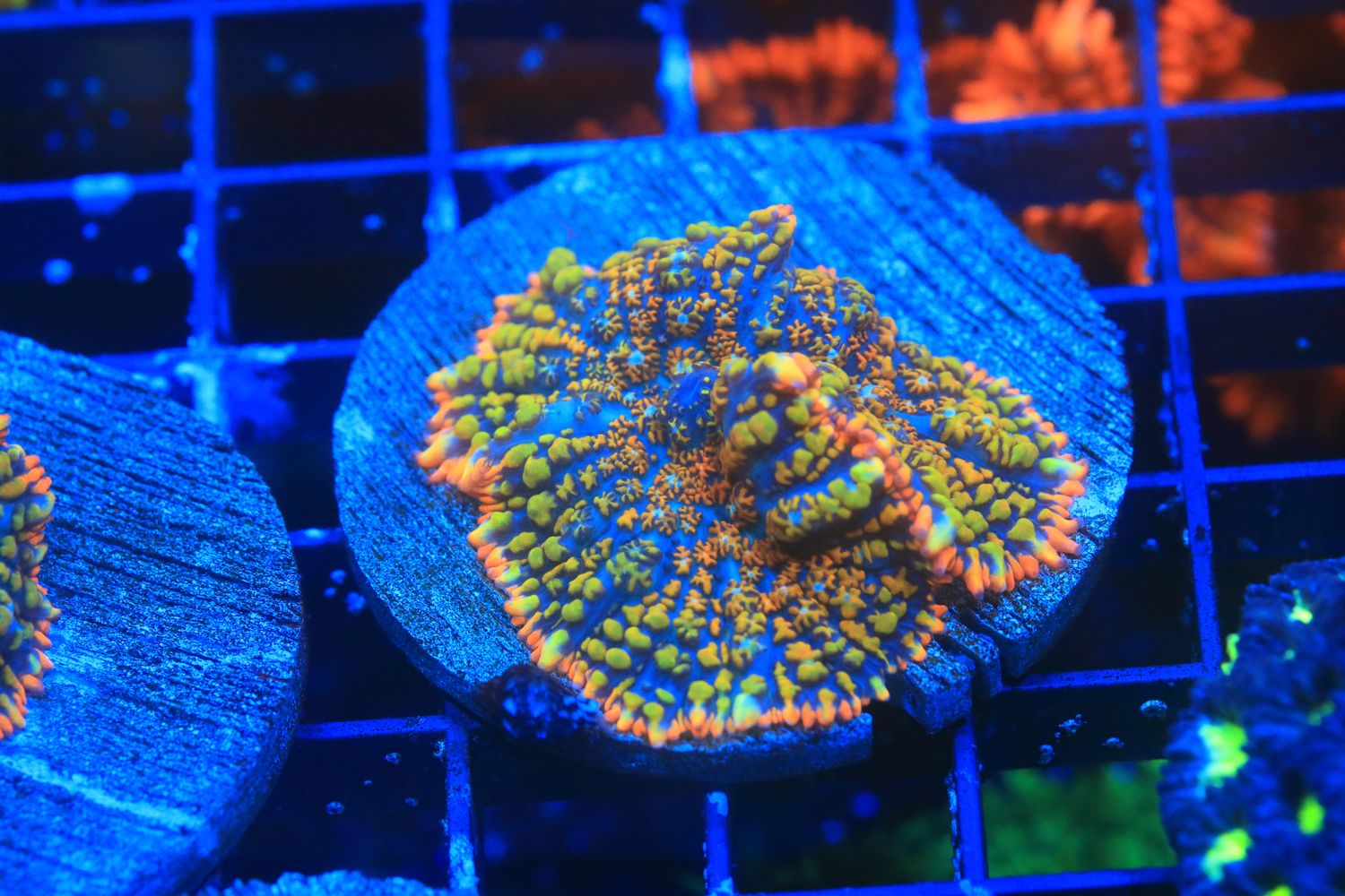 Wacky Races Rhodactis (IIV) WYSIWYG