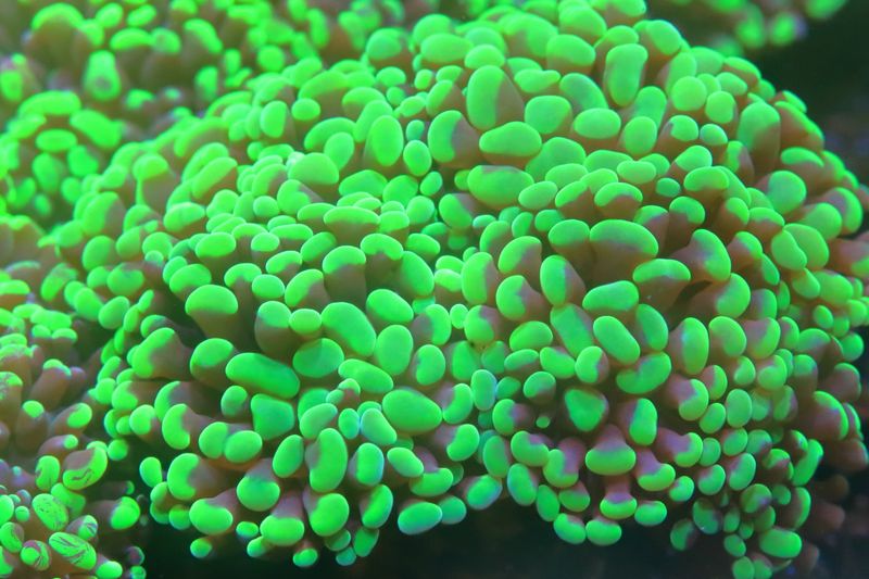 Green Hammer - Single head