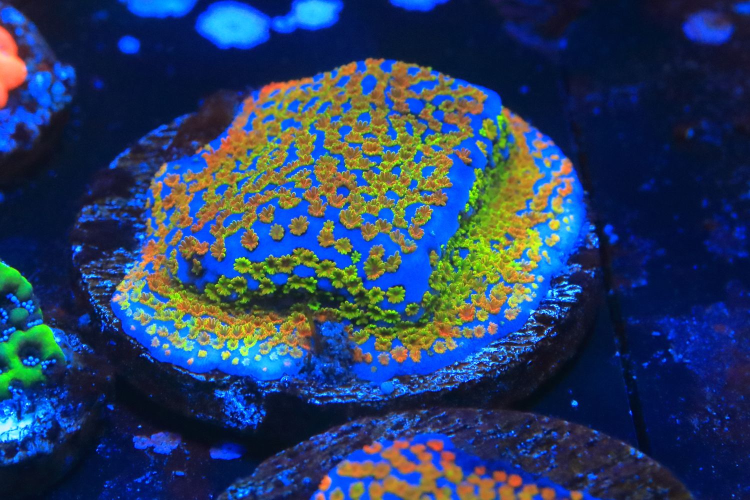Rainbow montipora on 3.5cm ceramic disc