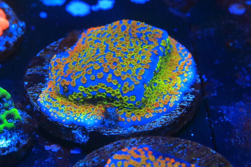 Rainbow montipora on 3.5cm ceramic disc