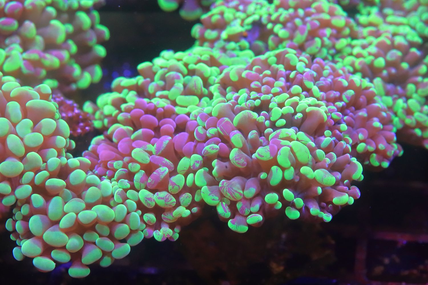 Splatter Hammer (Euphyllia Cristata) Single Head Splatter Hammer (Euphyllia Cristata) Single Head