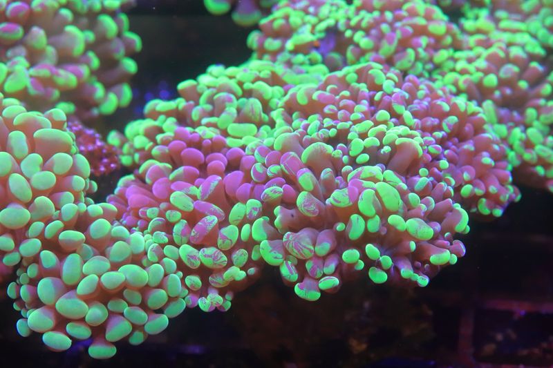 Splatter Hammer (Euphyllia Cristata) Single Head Splatter Hammer (Euphyllia Cristata) Single Head