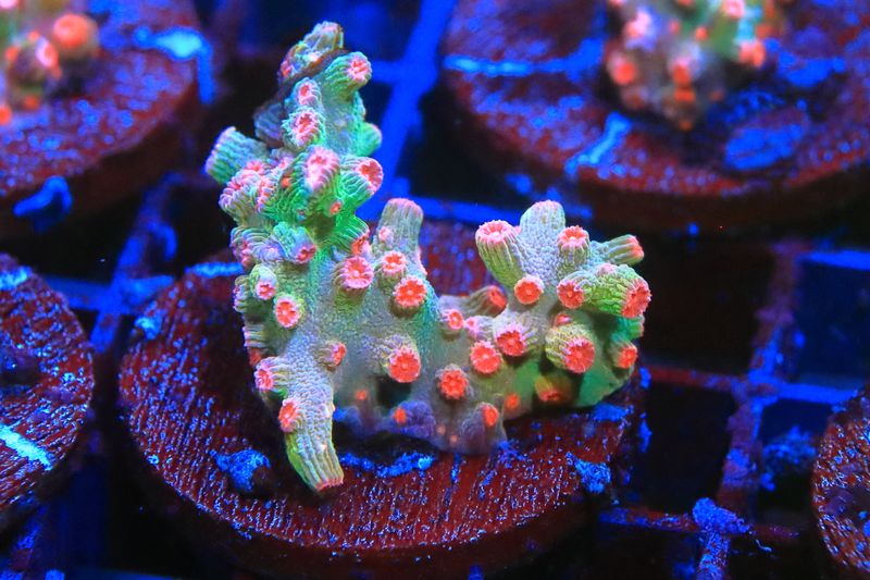 Cyphastrea Decadia (Branching Cyphastrea)