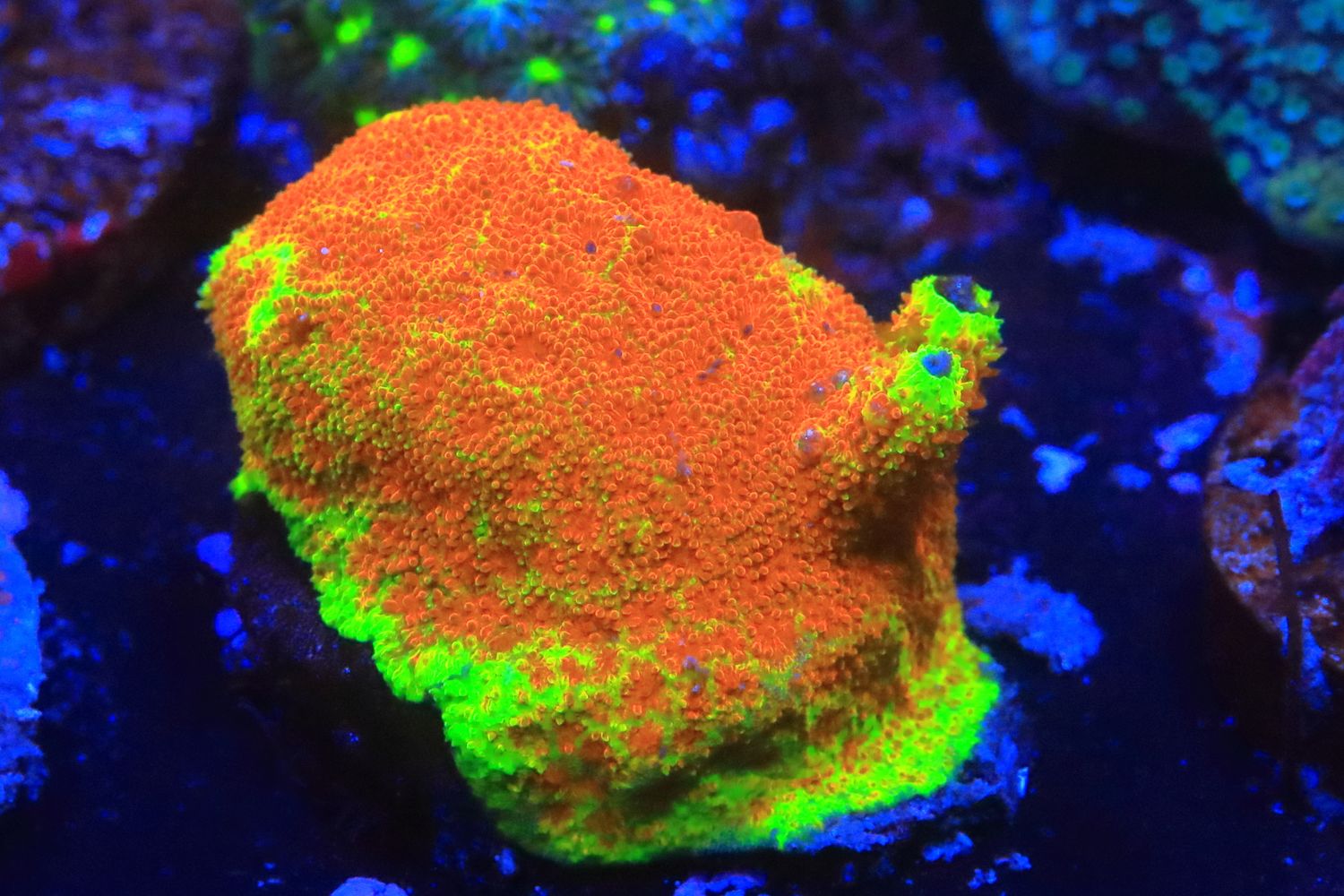 Electric Watermelon Psammocora