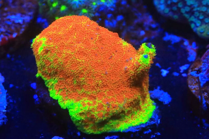 Electric Watermelon Psammocora