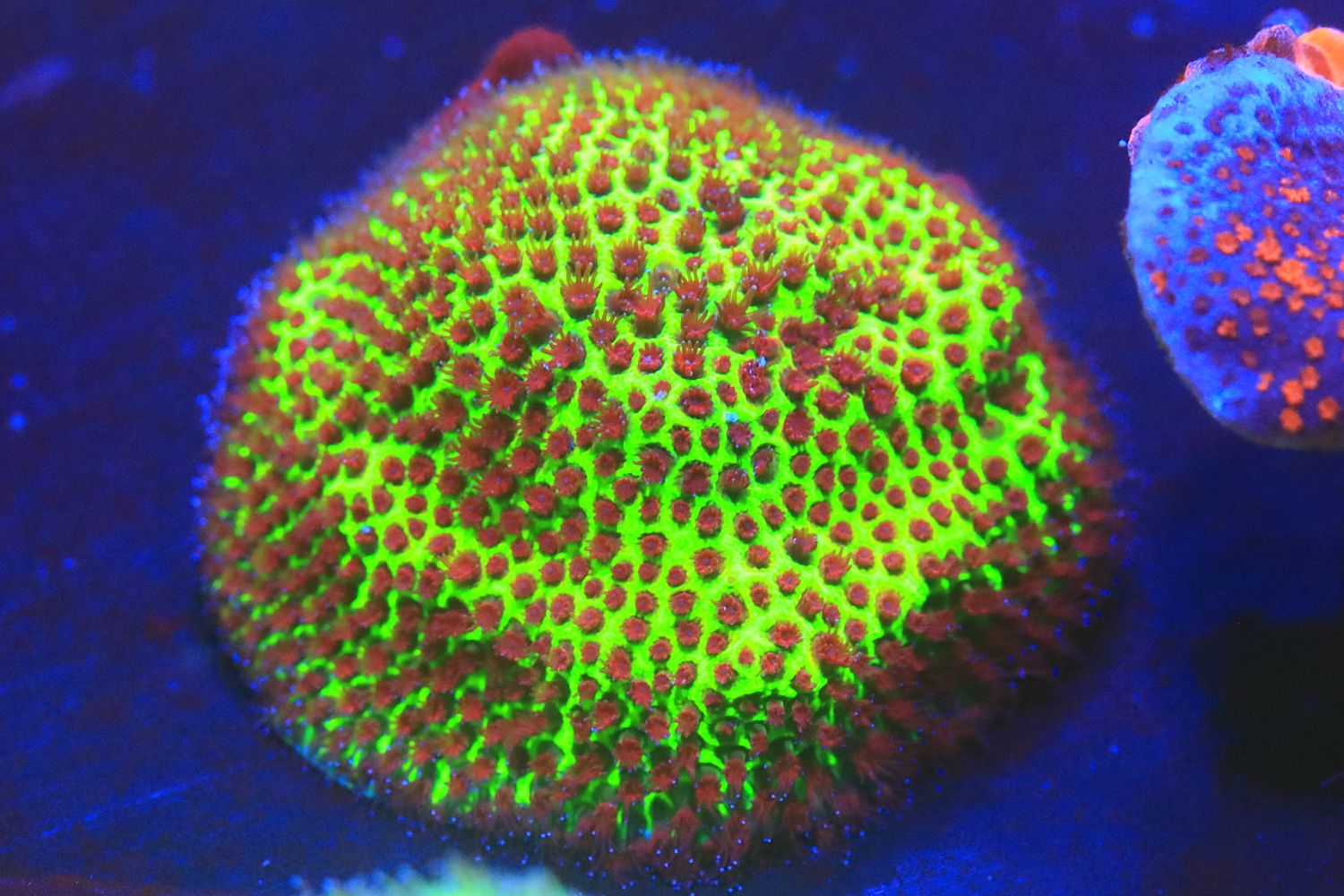 Burning Banana Stylo Medium plug Burning Banana Stylo Medium plug