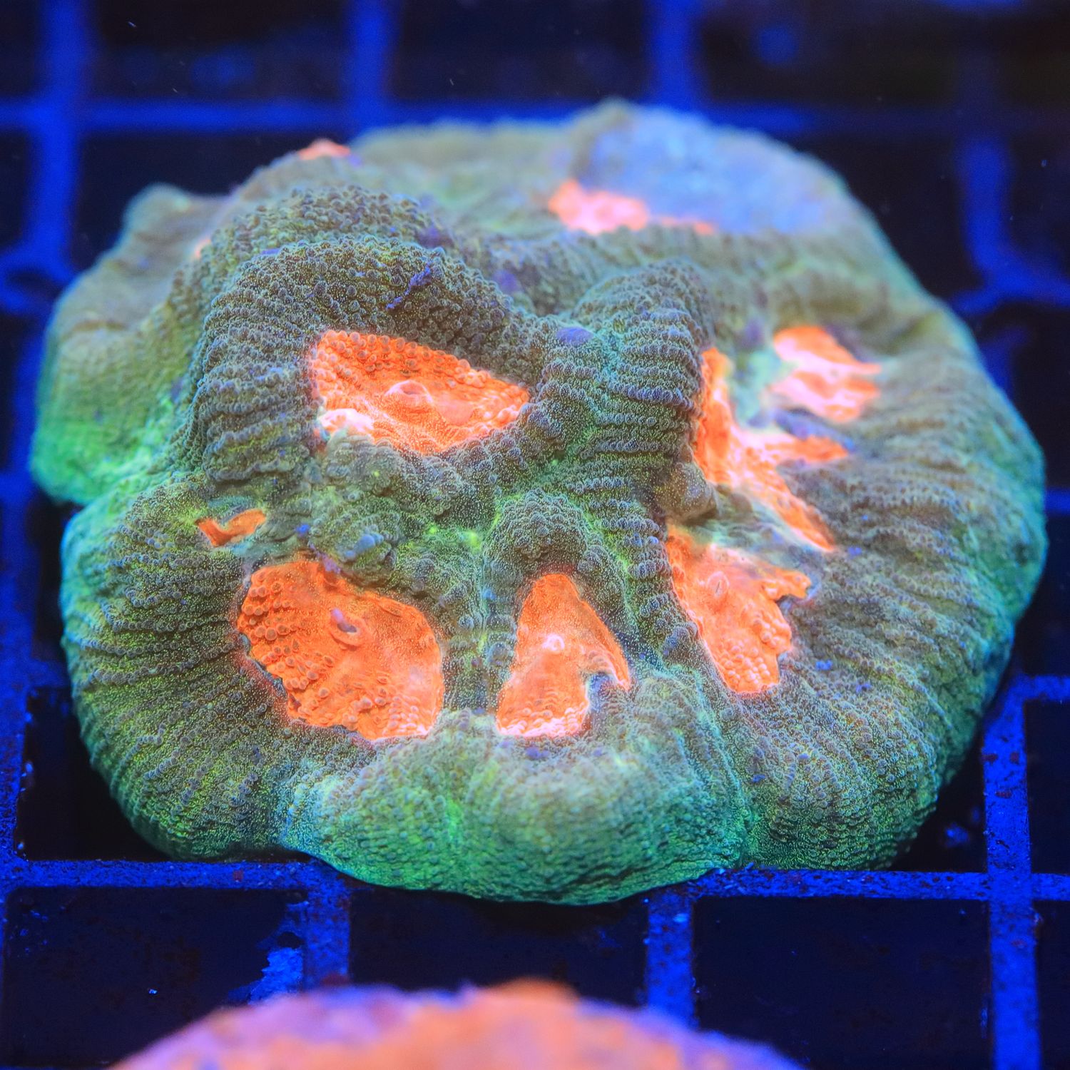 Agape Favia - Small colony Agape Favia - Small colony