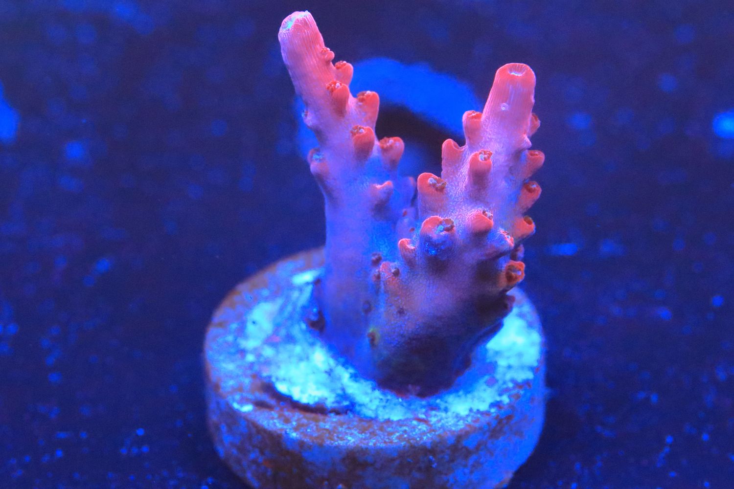 Baphomet Acro WYSIWYG