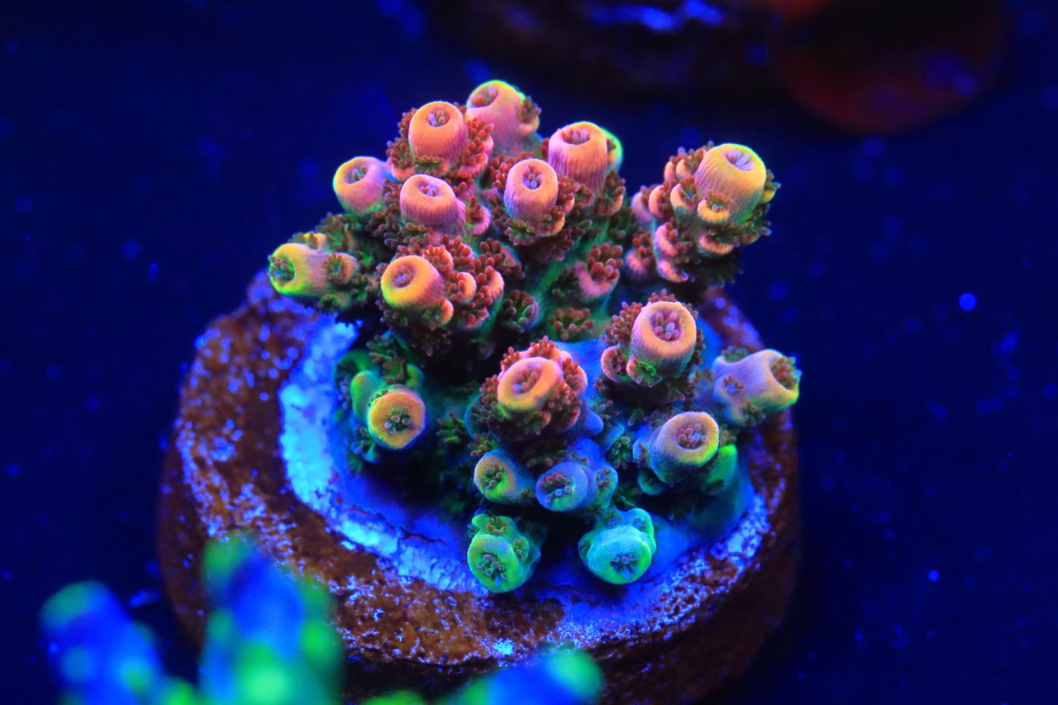 Fruity Pebbles acro WYSIWYG