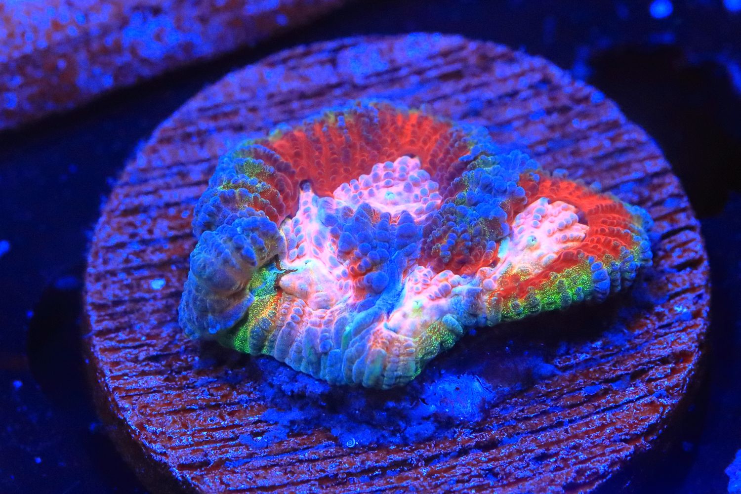 Tahitian Sunset Favia WYSIWYG