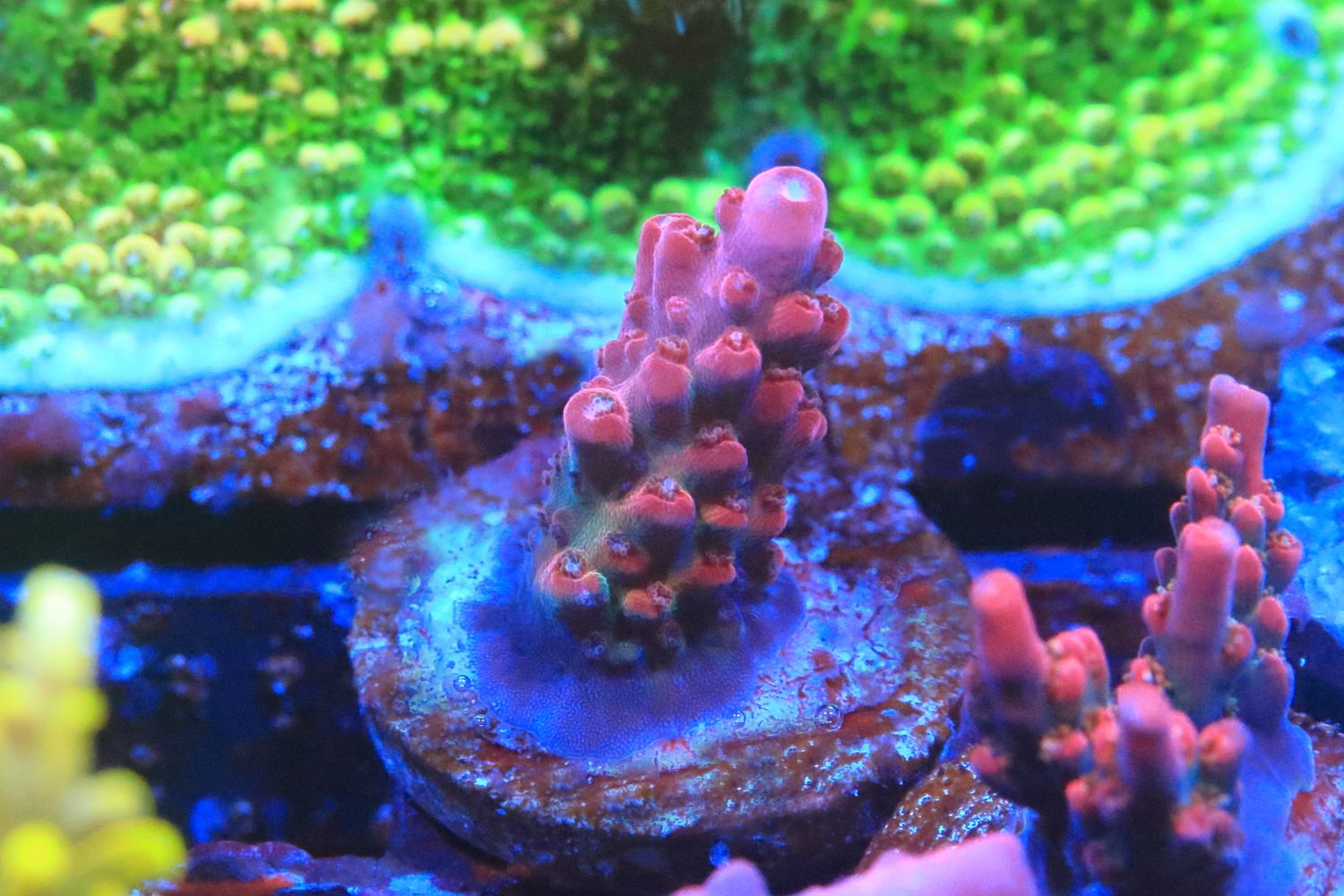 Baphomet Acro WYSIWYG