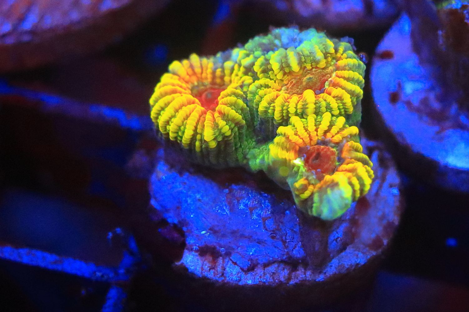 Pushkin Favia  Triple  polyp WYSIWYG