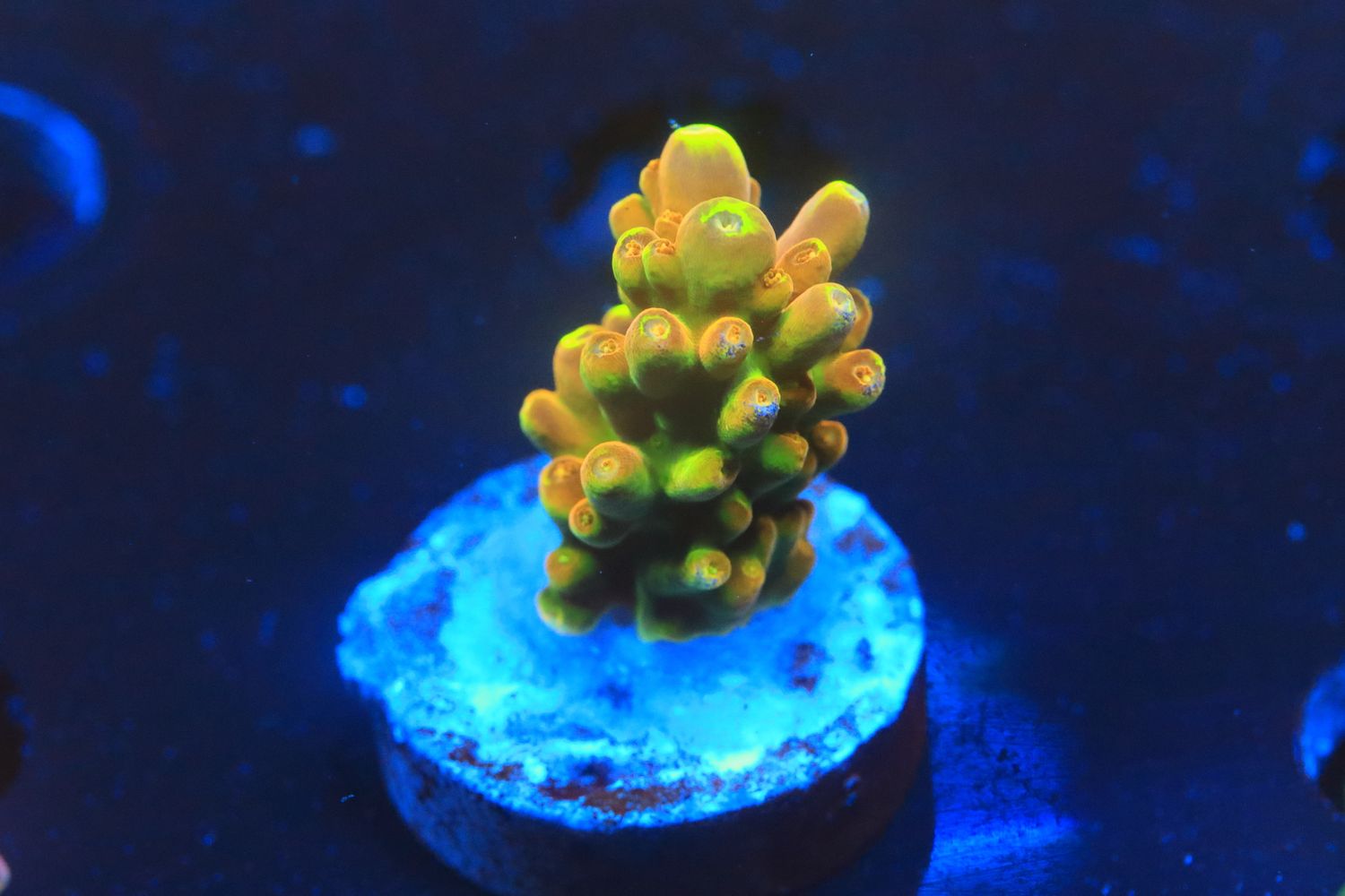 Golden Jawdropper Acropora Golden Jawdropper Acropora