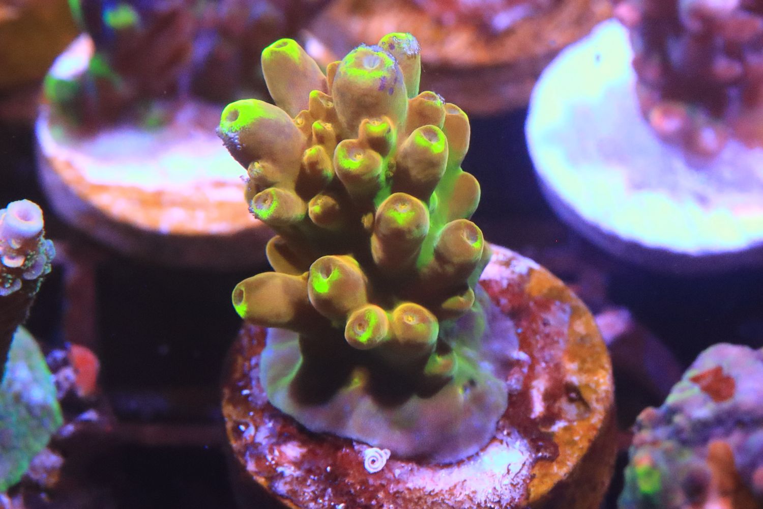 Golden Jawdropper Acropora