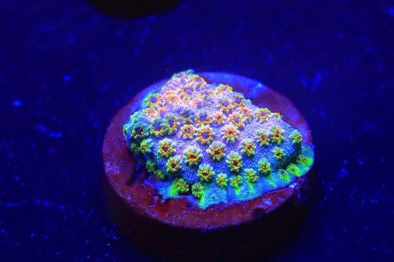Skittle Bomb Cyphastrea