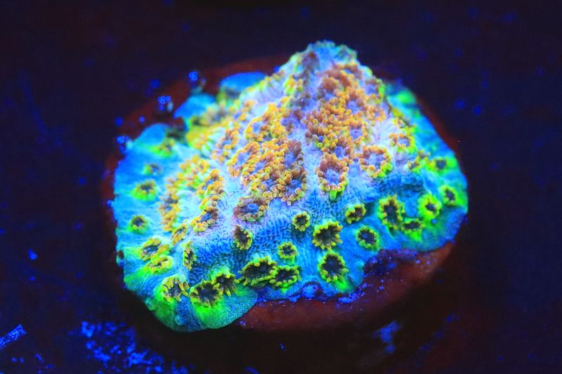 Skittle Bomb Cyphastrea