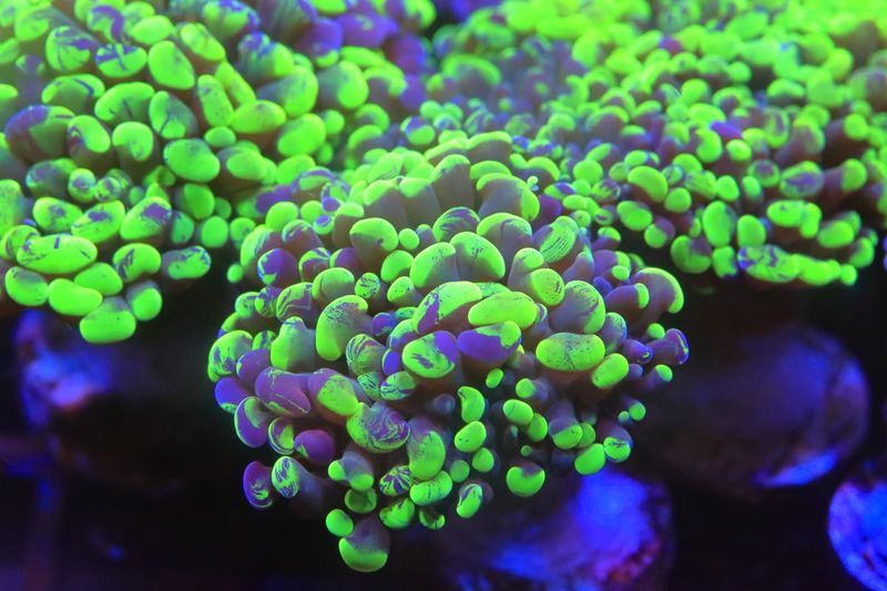 Marbled Hammer - Single head