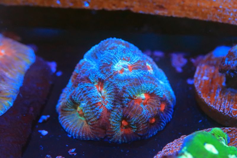 Blue and Yellow Magma Favia WYSIWYG