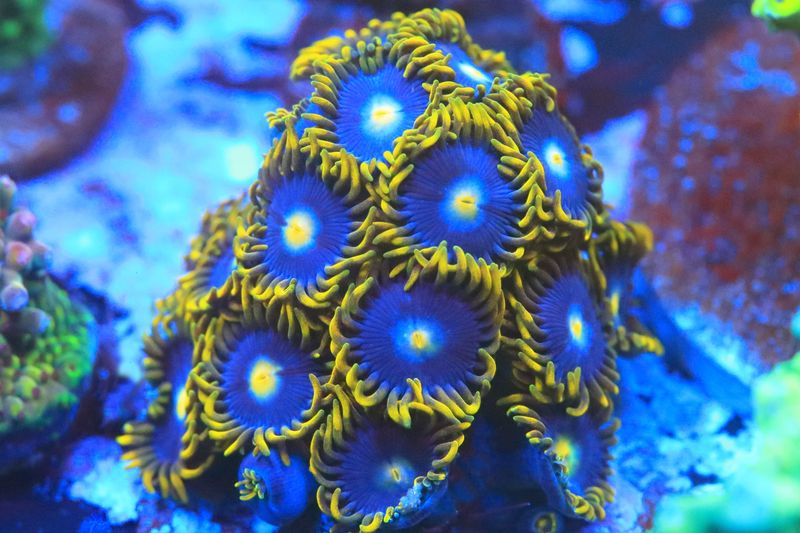 Blue Steel Zoas WYSIWYG