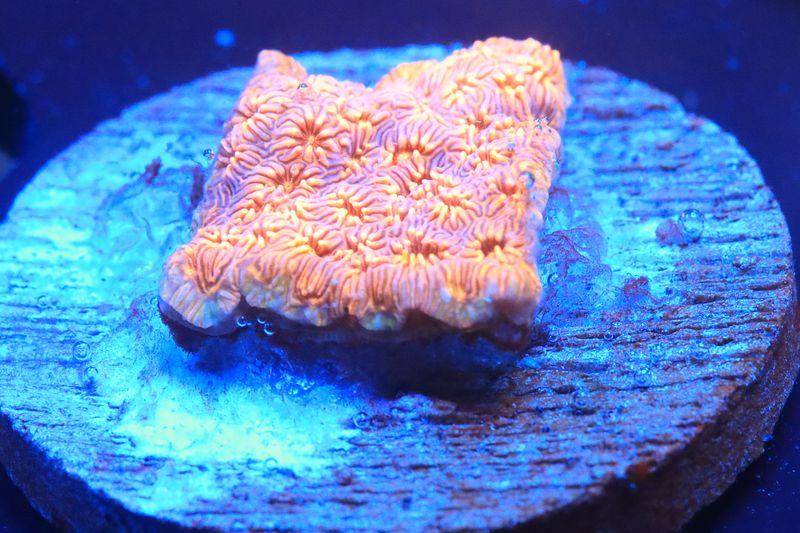 Pavona Maldivensis - Small