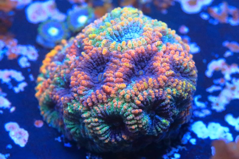 Ludicrous Goniastrea