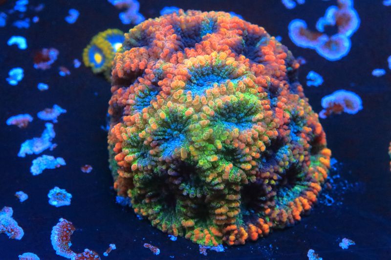 Ludicrous Goniastrea 1