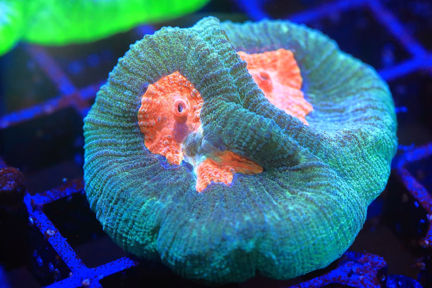Agape Favia Morph 2 Agape Favia Morph 2