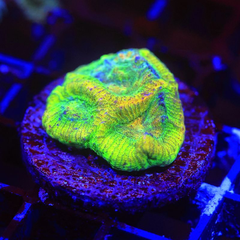 Troy ounce Favia
