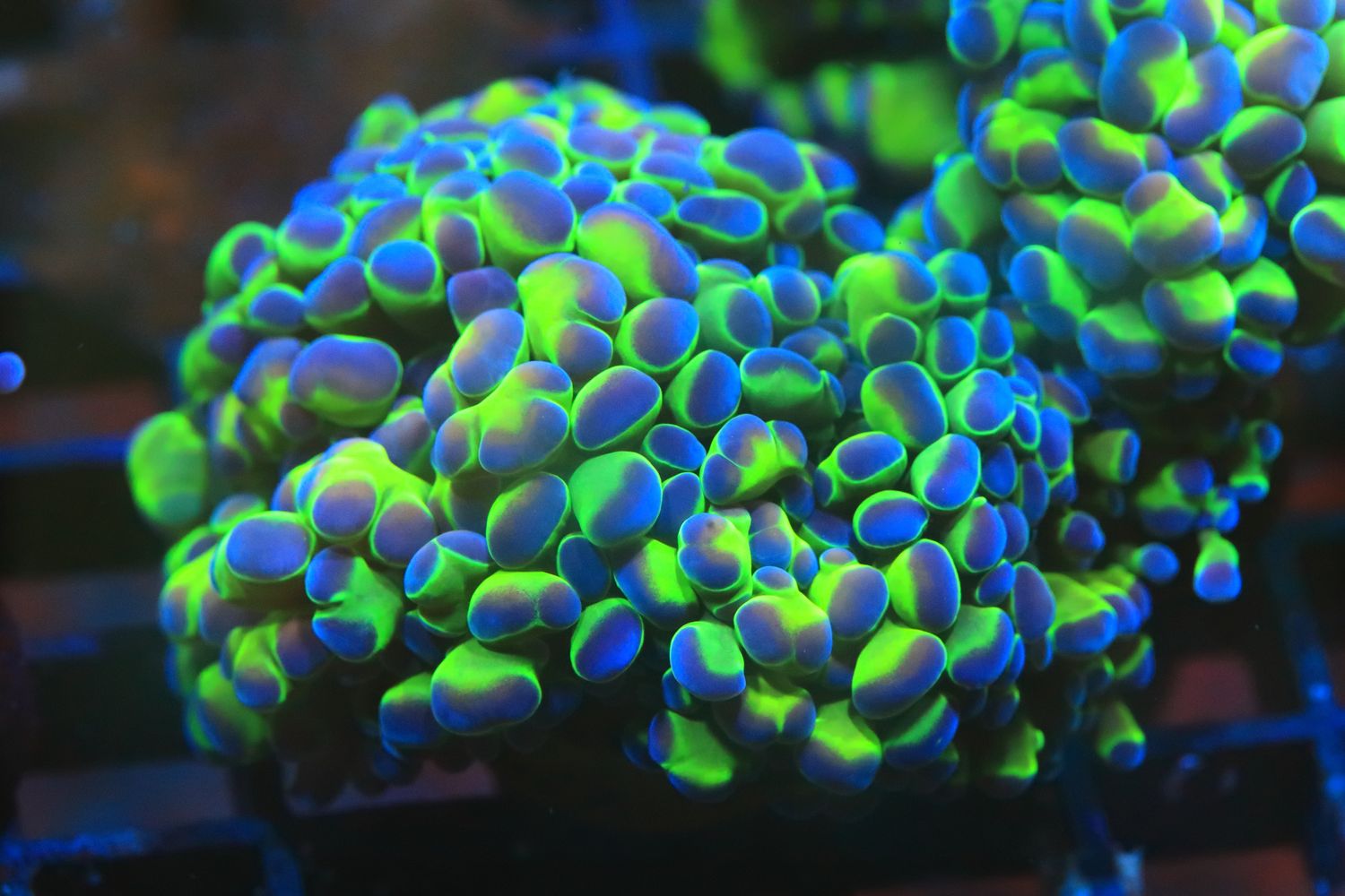 Hologram Hammer - Single Head