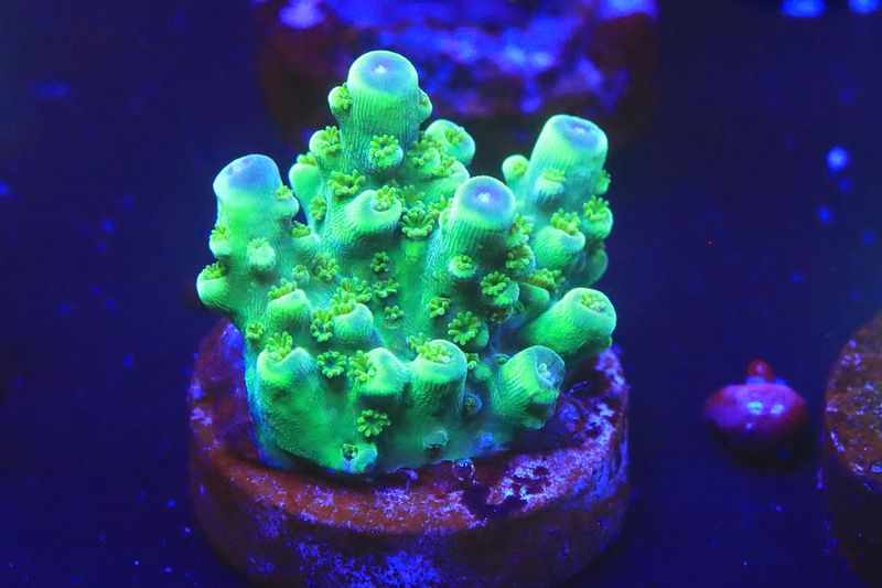 Acropora Florida
