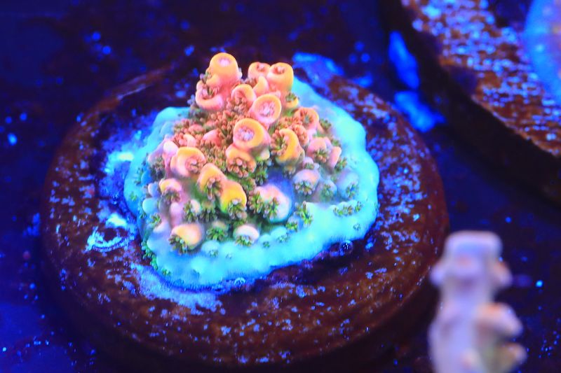 Fruity Pebbles Acropora WYSIWYG