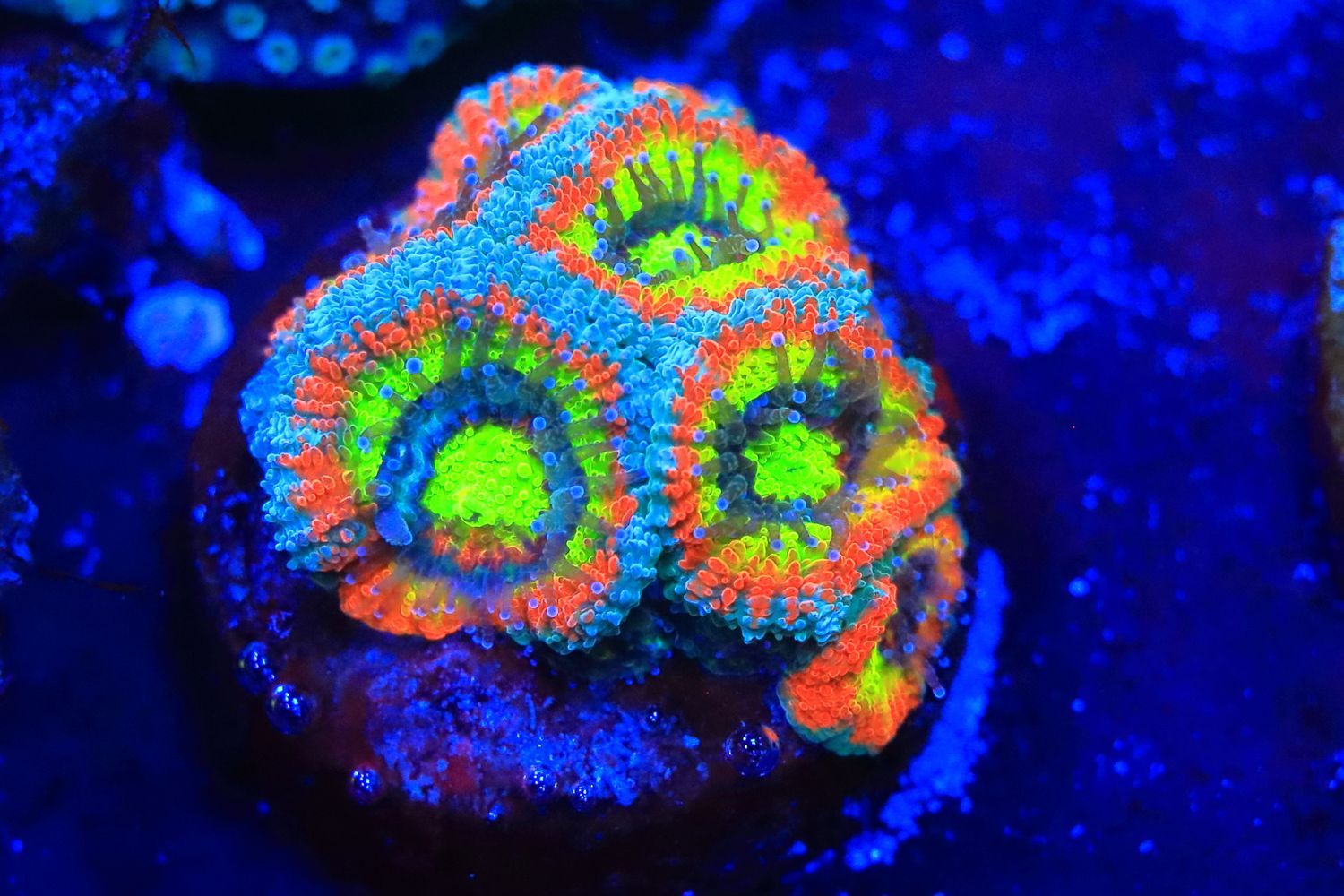 Holy Grail Micromussa