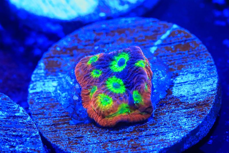 Lemon Lime (rainbow) Favites mounted on 3.5cm ceramic disc