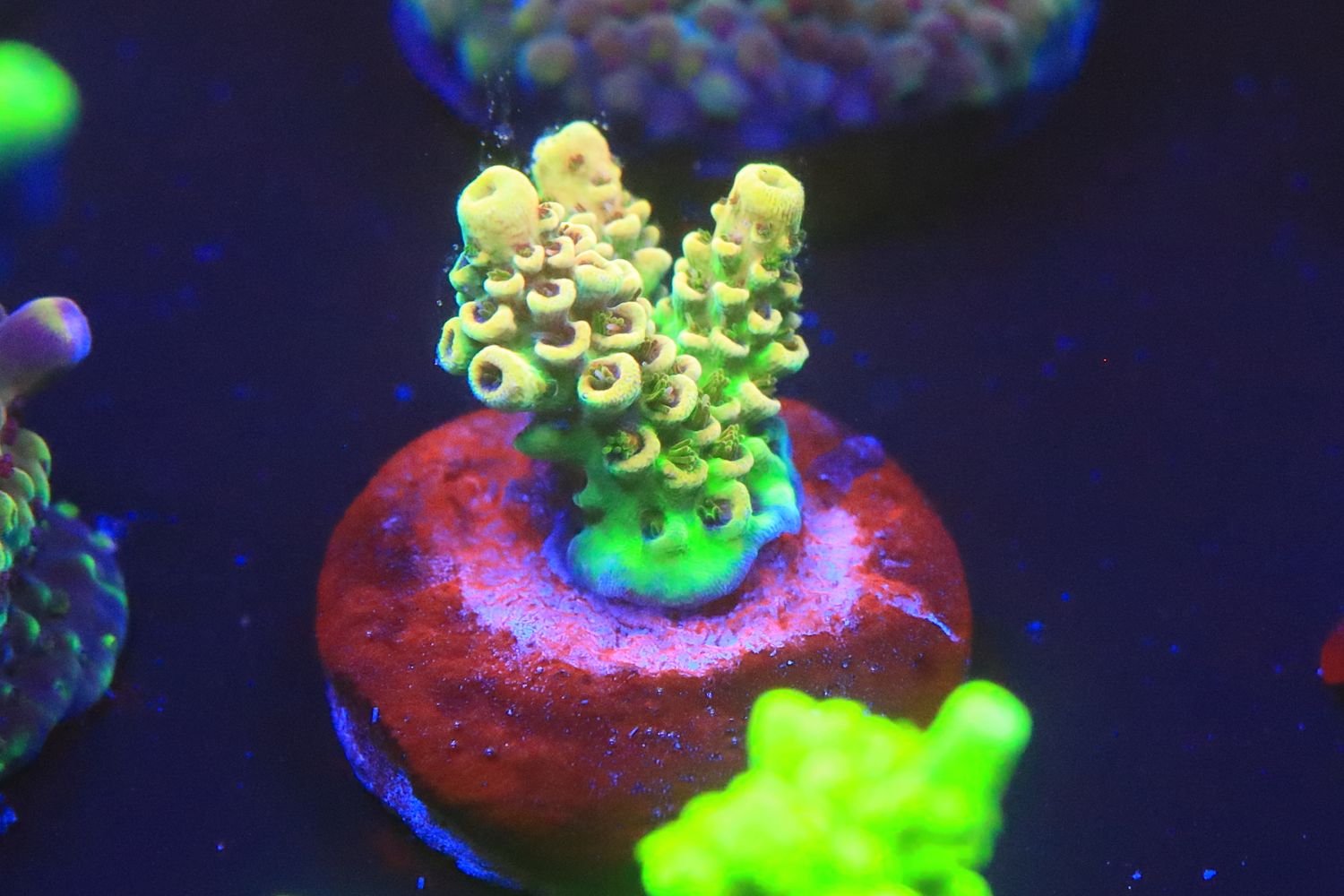 Simon the Sorcerer Acro small