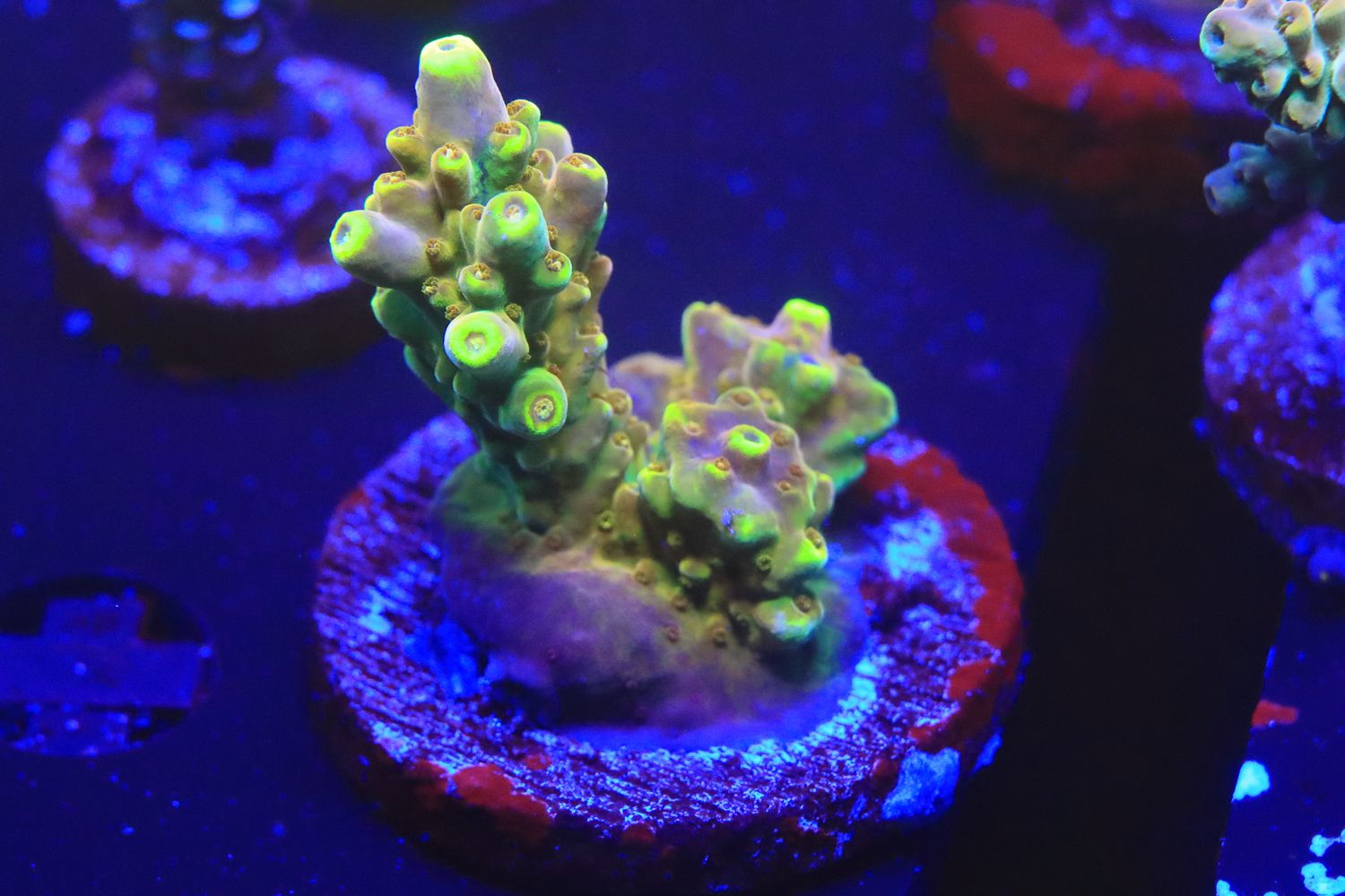 Golden Jawdropper Medium size WYSIWYG